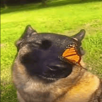 chien avec papillion sur le museau